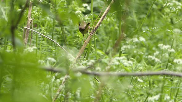 Close up on a little common yellowthroat bird frisking on a tree branch. Static view