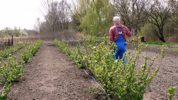 View From the Back, Male Farmer in Plaid Shirt, Walks Through Garden with Shovel, Watering Can in