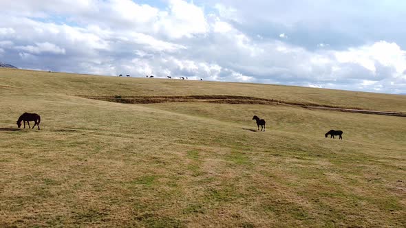 A Small Herd of Horses Graze on a Mountain Meadow in Sunny Day