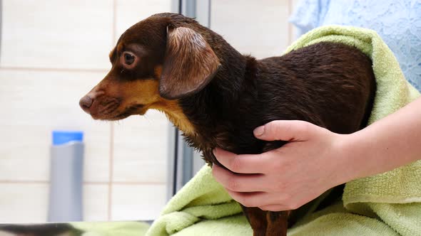 Woman Drying Dog after Bath