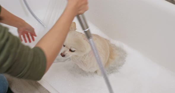 White pomeranian take bath