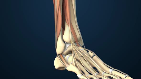 The fibula helps stabilize and support your leg, body, ankle, and leg muscles