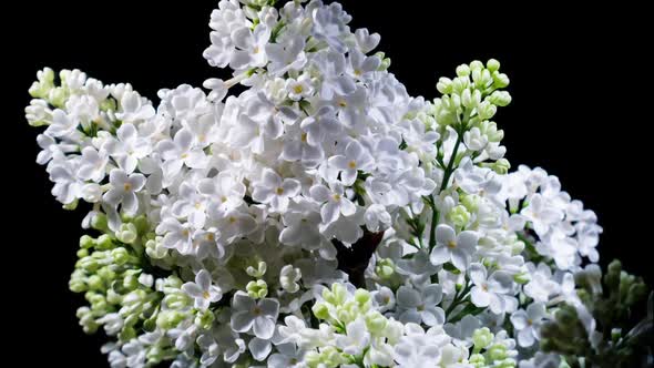 White Lilac Flowers Bloom In Time Lapse on a Black Background. Beautiful Fragrant Opening Flower