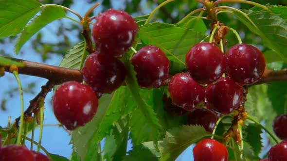 Close-up of the Wet Juicy Red Cherries on the Cherry Tree Branch