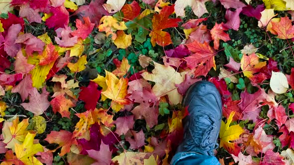 Autumn Leaves Under Your Feet