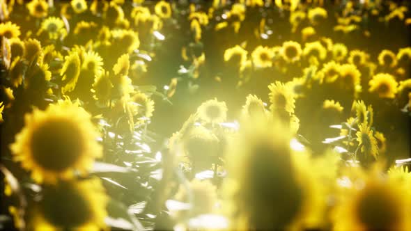 Sunflowers Blooming in Late Summer alt