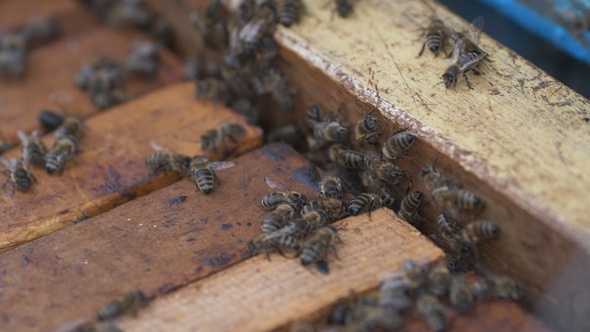 Bees in an open hive