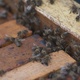 Bees in an open hive - VideoHive Item for Sale