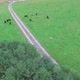 Aerial,  Horse On Sunny Day, Horses in the Mountain - VideoHive Item for Sale