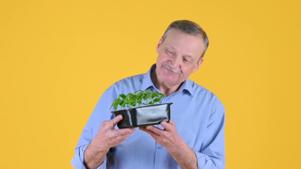 male farmer takes care of young plants, holds in his hands and looks at young sprouts