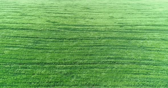 The Green Rye Field Is A Top View 