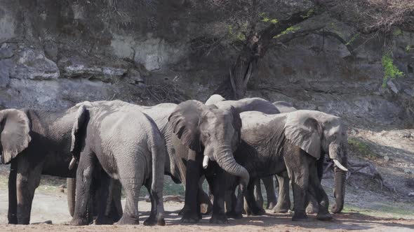 Group Of Elephants In Extreme Dry Heat In Makgadikgadi Pans National Park In Botswana - Medium Shot