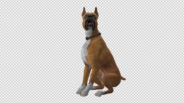 Dog - Boxer - Seating and Barking - Loop alt