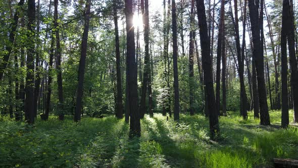 Summer Forest with Pine Trees Slow Motion