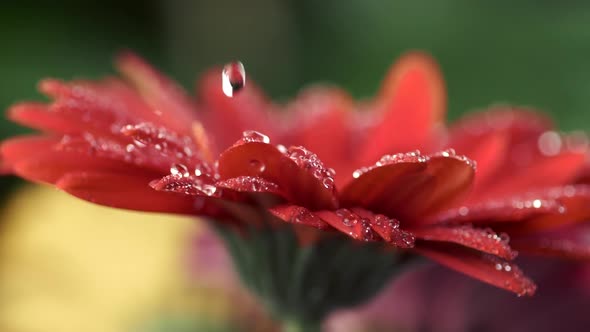 Drops of Water Pouring on the Petals of Red Daisy-gerbera Flower. Close-up Slow Motion Shot.