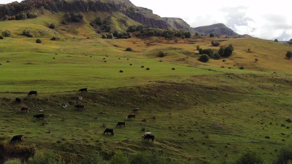 Aerial View of Flight on an Autumn Pasture in the Mountains