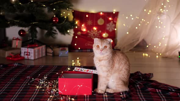 Cat Sitting Near Red Gift Box on Background of Decorated Christmas Tree with Lights and Gifts