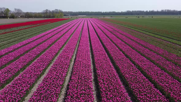 Colorful flowerfields with blooming tulips in the Flevopolder of the Netherlands