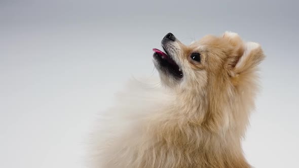 Profile Portrait of a Charming Dwarf Pomeranian Red Haired Spitz Against a Gray Wall in the Studio