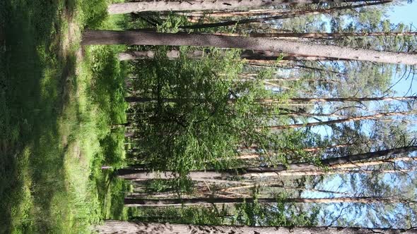 Vertical Video Aerial View Inside a Green Forest with Trees in Summer