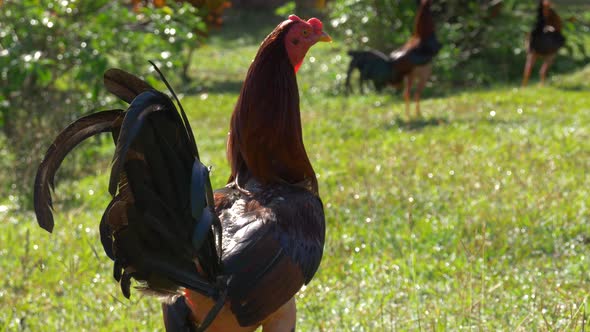 Fighting Cocks closer shot