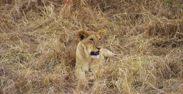 Lion sitting on grass