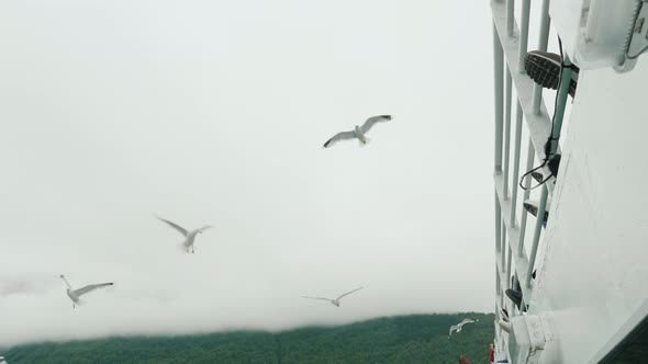 Gulls Fly Near the Side of a Cruise Ship, Where They Are Fed By Tourists