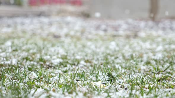 Snow Is Falling on Green Grass. Snowy Weather in Countryside