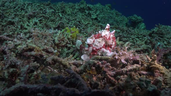 Two warty Frogfish (Antennarius maculatus) on coral rubble in the Philippines