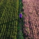 Asian Woman Walking At Green And Pink Rice Berry Field. - VideoHive Item for Sale