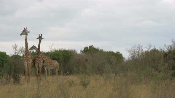 Pan left view of giraffes