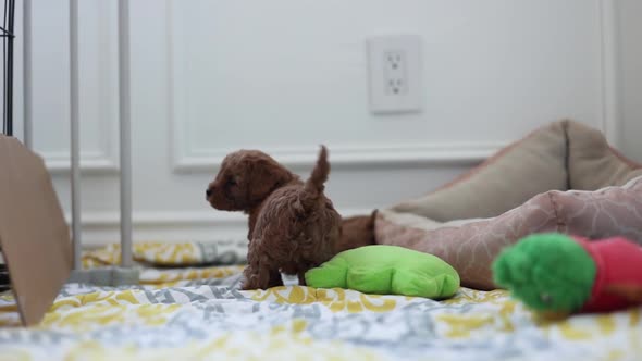 Wagging Tail of Happy, Small Goldendoodle Puppy Dog on Indoor Blanket