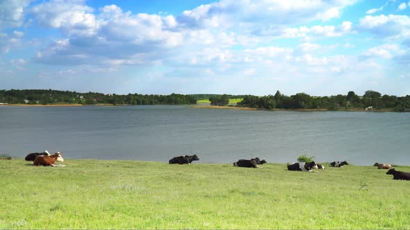 Cows On The Meadow