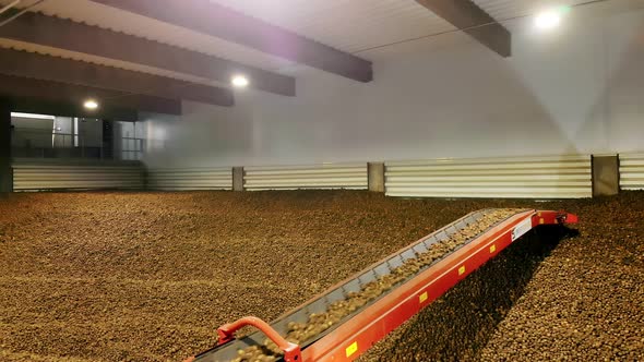 Potato Harvest in Warehouse