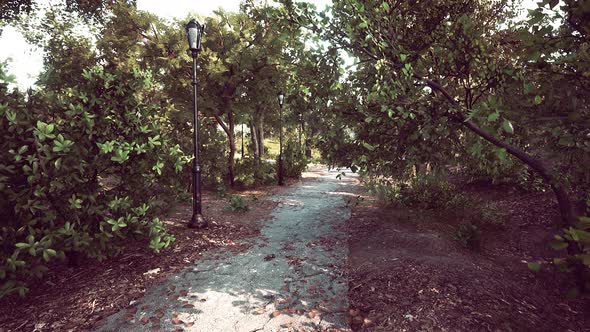 Empty Bike Way in Forest Park