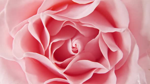 Beautiful Pink Rose Rotating on White Background Macro Shot