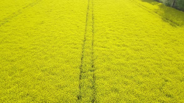 Aerial View of Yellow Canola Field. Blossoming Rapeseed Field with Strips of Bright Yellow Rape