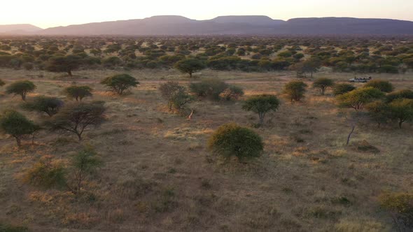 Aerial view of giraffes in the desert of Namibia.