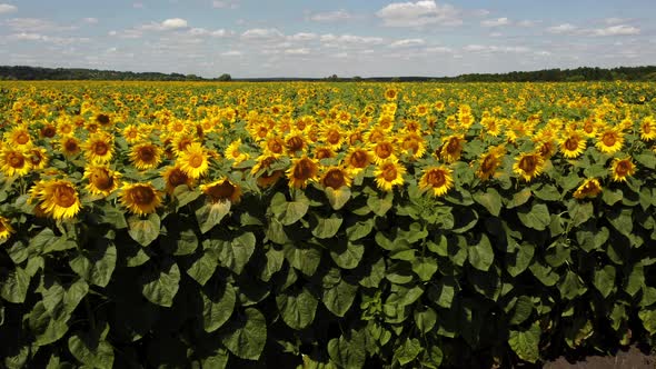 Sunflower Flowers Close Up