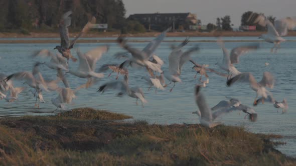Seagull Flock takes off in Slow Mo