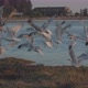 Seagull Flock takes off in Slow Mo - VideoHive Item for Sale