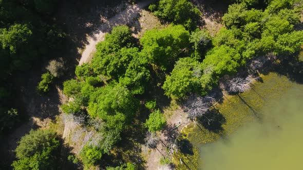 Bird's eye track of lush trees and a trail.