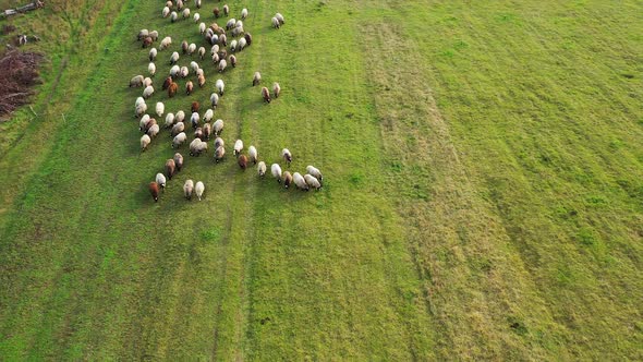 Aerial drone view of sheep herd feeding on grass in green field. Sheep graze on a green meadow.