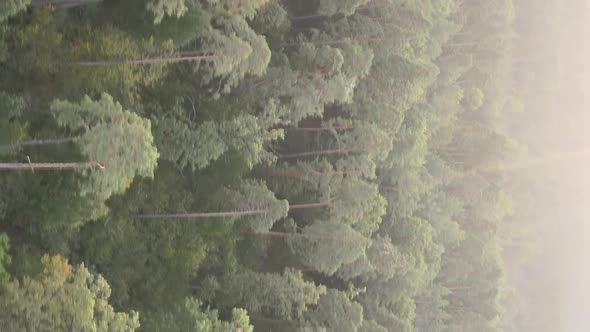 Vertical Video of a Green Forest on a Summer Day