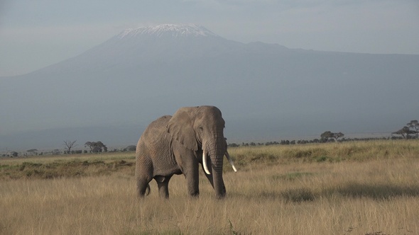 Safari in Kenya and Tanzania. Elephants in an African savanna.