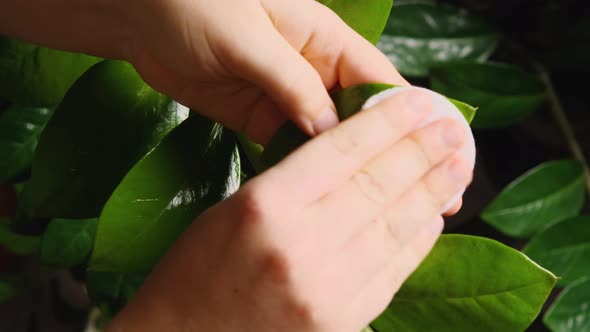 A woman's hands dusting off the lush green leaves of Zamioculcas. Close-up