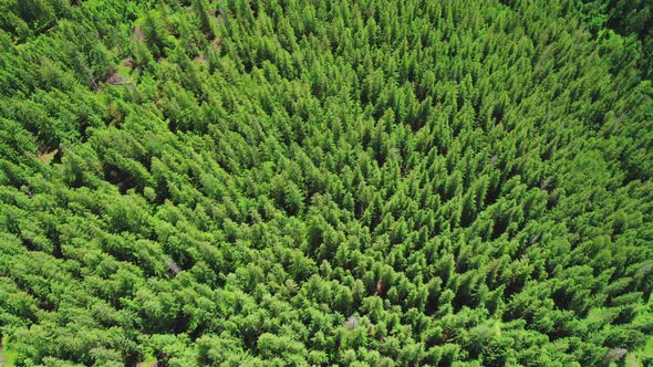 Aerial Drone View of Treetops in a Coniferous Forest.