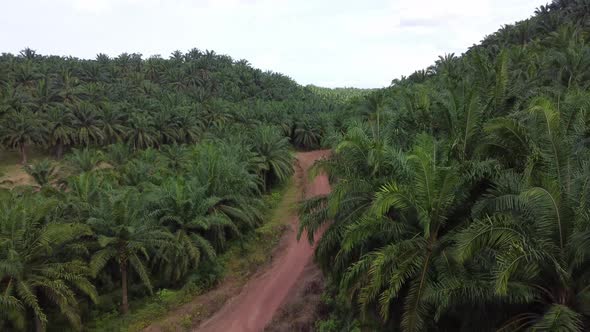 Aerial fly over oil palm plantation