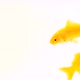 Group of Yellow Comet Goldfish On White Background Footage - VideoHive Item for Sale