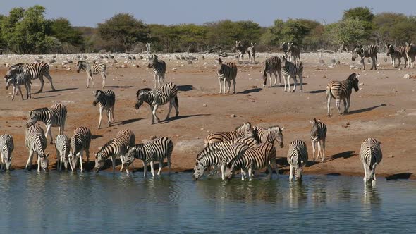 Plains Zebras Drinking Water - Etosha National Park